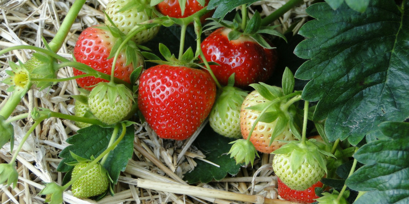Strawberries Ripening